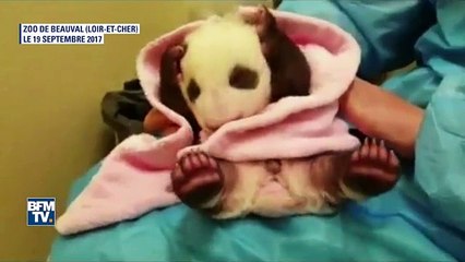 2,8 kg et un beau pelage, le bébé panda du zoo de Beauval a bien grandi-qq5YH7KMfrg