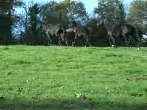 juments et poulains du haras de moréa