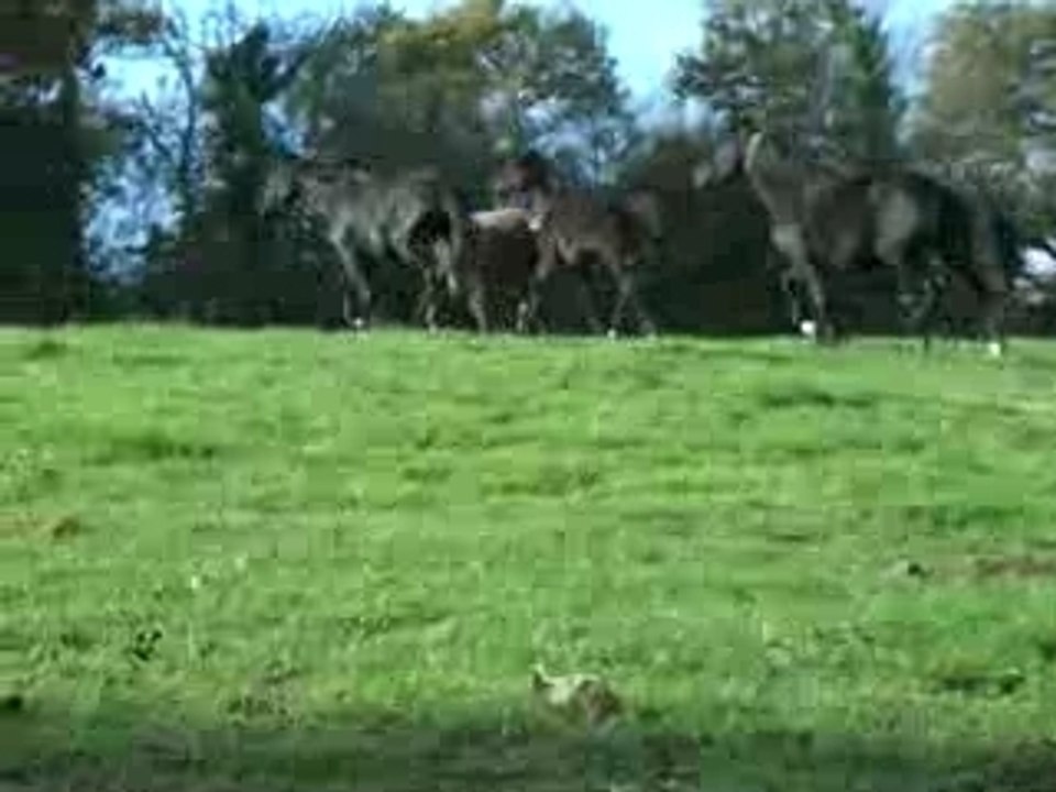 juments et poulains du haras de moréa