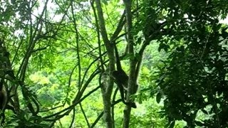 Singes à Tikal