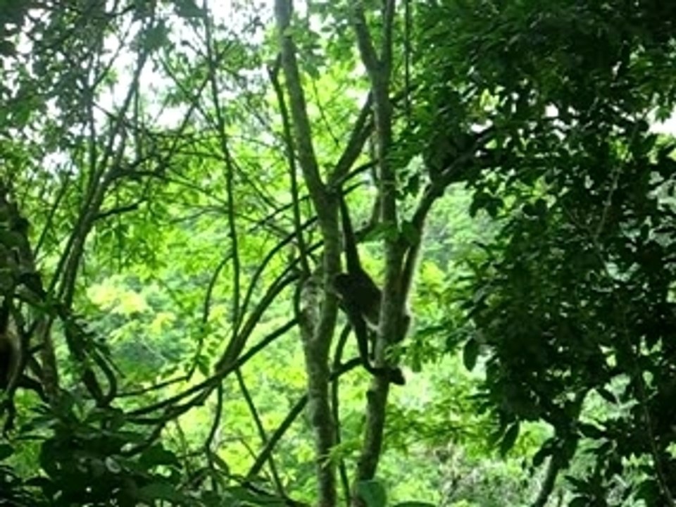 Singes à Tikal