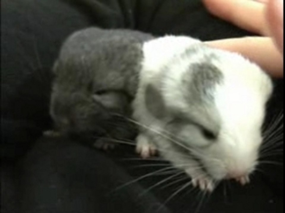 CHINCHILLAS baby bébé