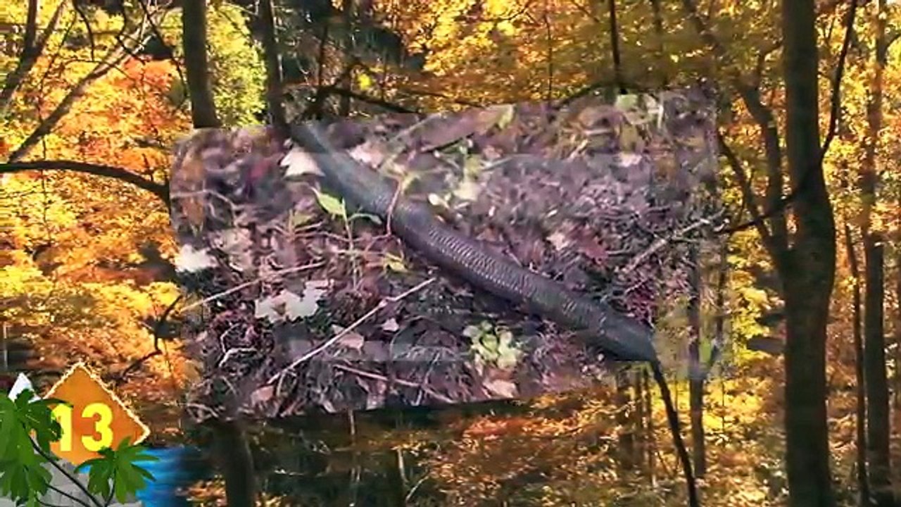 14 Scariest Snake Pictures Explained