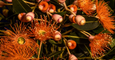 Time-Lapse Shows Native Australian Flowers Blossoming at Eve of Spring