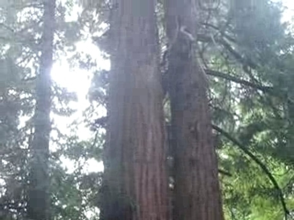 Arbres aux Muir Woods