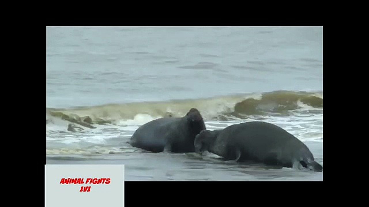 ELEPHANT SEAL FIGHT GONE WRONG GONE BLOODY!