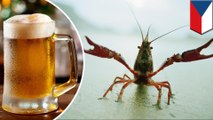 Czech brewery uses crayfish with smart sensors to check water purity