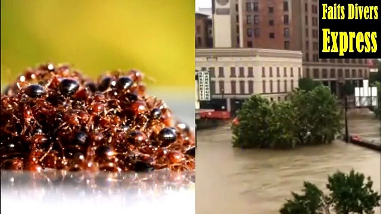 OURAGAN HARVEY - VOICI COMMENT LES FOURMIS SURVIVENT AUX INONDATIONS-2wLhLv2WMrg