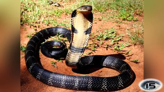 15 Most Venomous Snakes in the World
