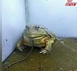 monster frog eat all animals snake,scorpion.cycle