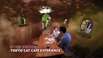 Tokyo Cat Cafe Experience ★ ONLY in JAPAN #31 猫カフェ