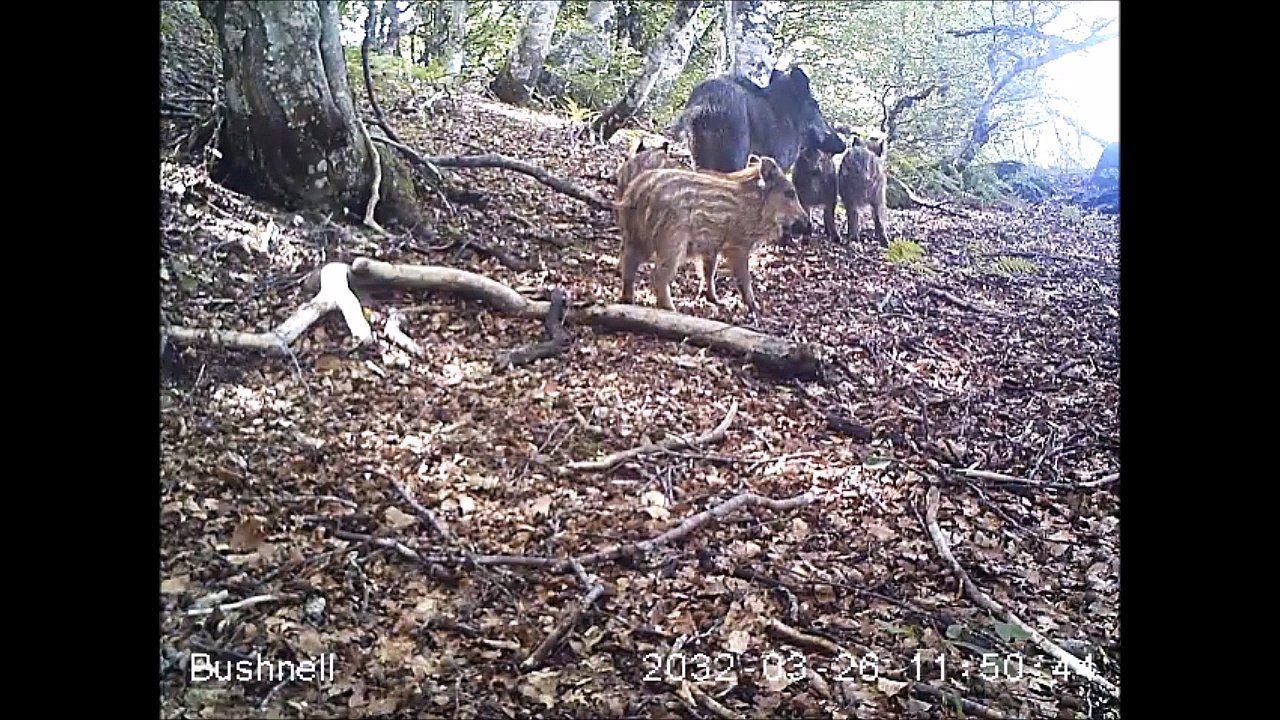 Les marcassins sont dans les bois