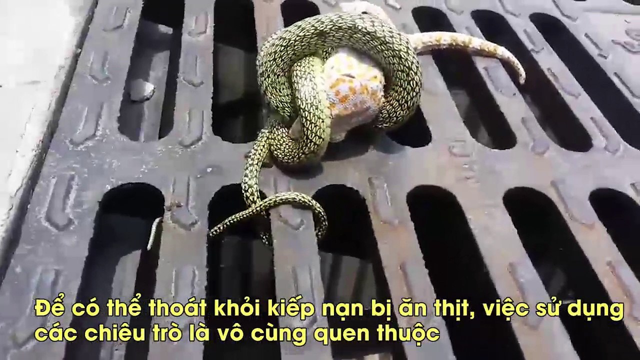 Chơi chiêu giả chết, chú tắc kè lật kèo thoát khỏi tên rắn ác ôn một cách ngoạn mục