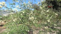 Antalya 'Mucize Ağaç' Moringa Demre'de Yetiştirildi