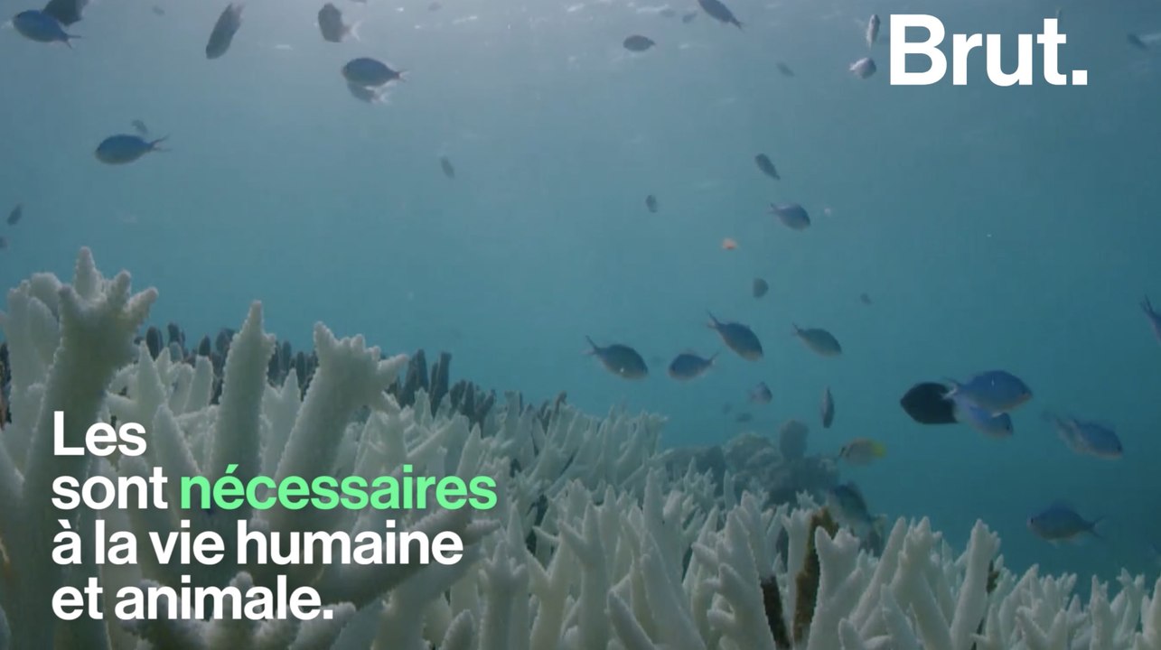 Les récifs coralliens sont-ils voués à disparaître ?