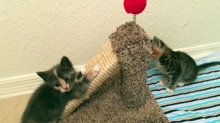 Foster Kittens get New Toys, Go to Petsmart, and Poop in their Cage!