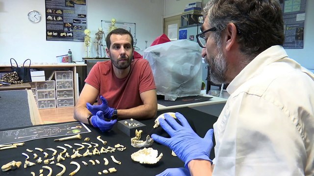Científicos reconstruyen el crecimiento de los neandertales a partir de un niño de El Sidrón, Asturias