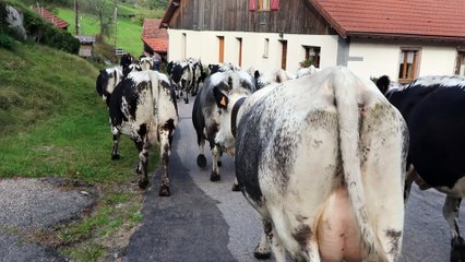 Saulxures-sur-Moselotte : la transhumance