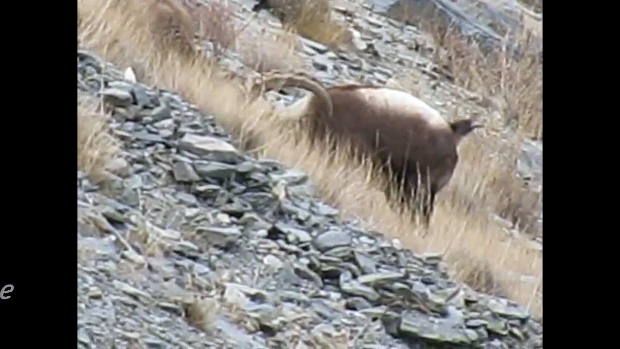 Himalayan ibex Hunting new