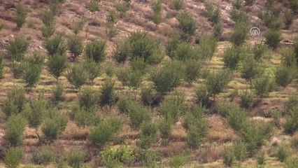 Badem İthalatını Azaltması Hedeflenen Fidanlıkta İlk Hasat