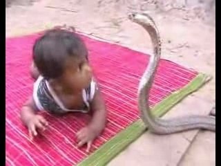 Video_videozik-com_79868_l-enfant-et-le-cobra