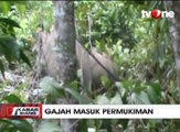 Dua Gajah Liar Masuk Perkebunan Kelapa Sawit