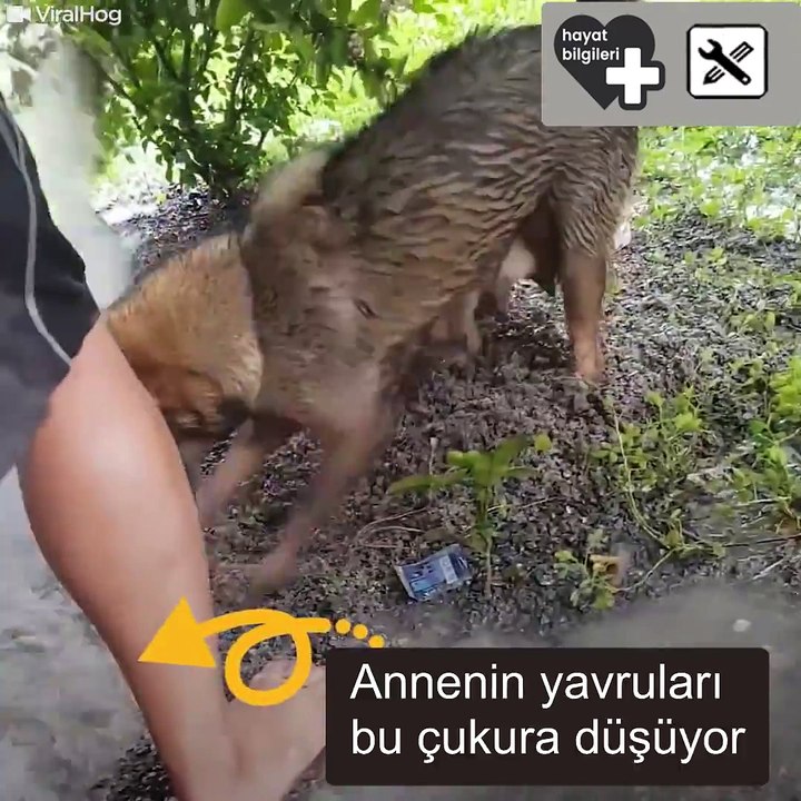köpek yawrusunu kurtarmak için çokça çaba sarf ediyor sonunda yawrusuna kawuşuyor ibretlik