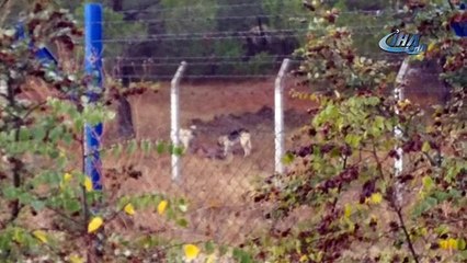 Bursa'da aç kalan köpekler geyikleri yedi