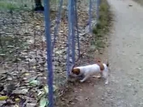 4.11.07 parc à daims