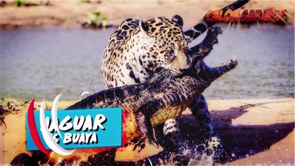 10 PERTARUNGAN BINATANG PALING GILA & SADIS YANG TERTANGKAP KAMERA!