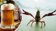 Lobster: Pabrik Ceko menggunakan lobster dengan sensor teknologi tinggi untuk mengecek kemurnian air - TomoNews