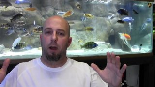 HOW TO CYCLE AN AQUARIUM TANK TALK Presented by KGTropicals