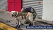 Perro salvavidas: Frida la perrita rescatista ha salvado a decenas de personas - TomoNews