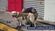 Perro salvavidas: Frida la perrita rescatista ha salvado a decenas de personas - TomoNews