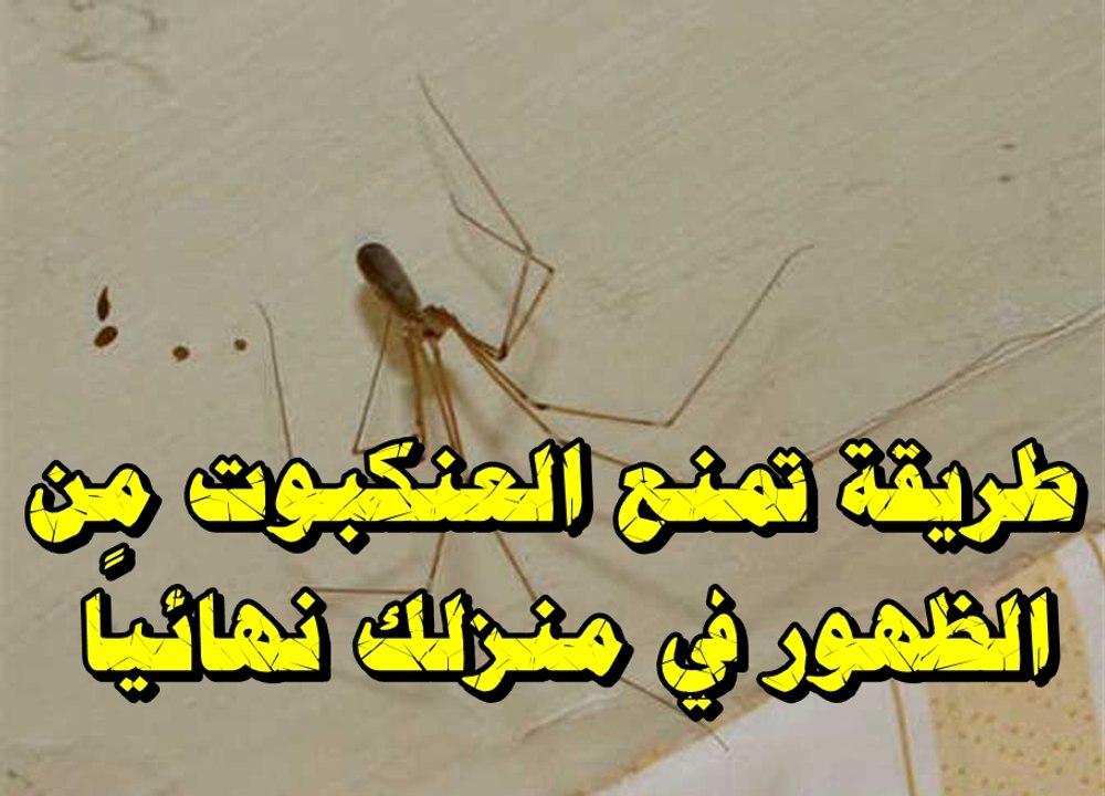 طريقة تمنع العنكبوت من الظهور في منزلك نهائيًا