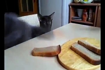 Vidéo du jour : regardez ces deux chats absolument prêts à tout pour dérober un morceau de pain !