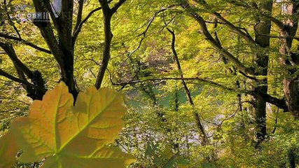 Reise durch die Geschichte Niederösterreichs (Doku)