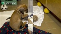 This Dog And Cheetah Met As Babies. Two Years Later, They Still Haven’t Left Each Other’s Side!