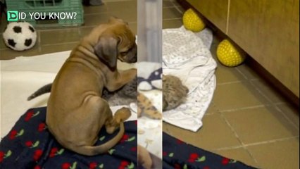 This Dog And Cheetah Met As Babies. Two Years Later, They Still Haven’t Left Each Other’s Side!