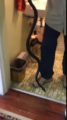 Un homme sort une belle bête du fond des toilettes