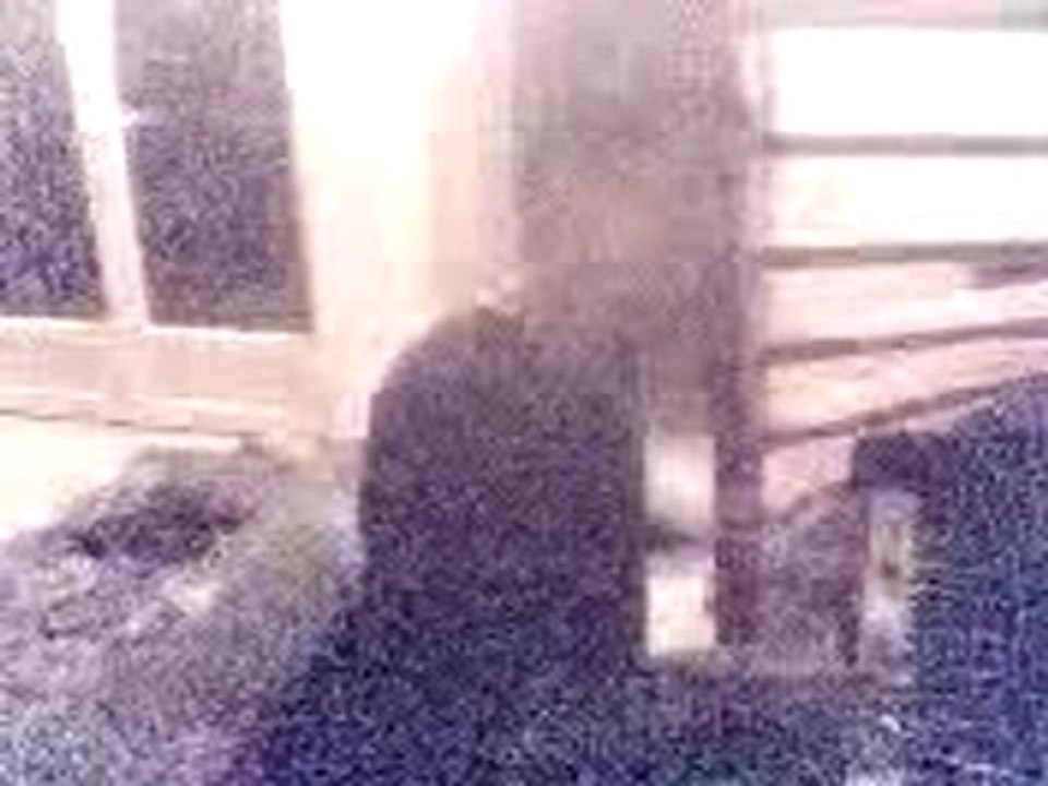 Rodolphe au piano