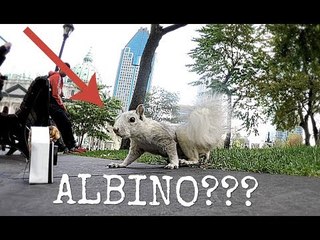 Man Spots Rare Squirrel in Montreal Park