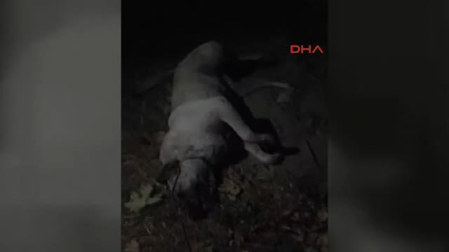 Denizli 'Köpek Boğularak Öldürüldü' İddiası