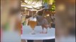 Cet oiseau est un alcoolique... Il adore boire de la bière
