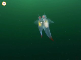 Scène rare filmée entre deux anges de mer en train de s'accoupler au large de Novaya Zemlya