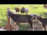 Chickens Love Kidding Around With Goats