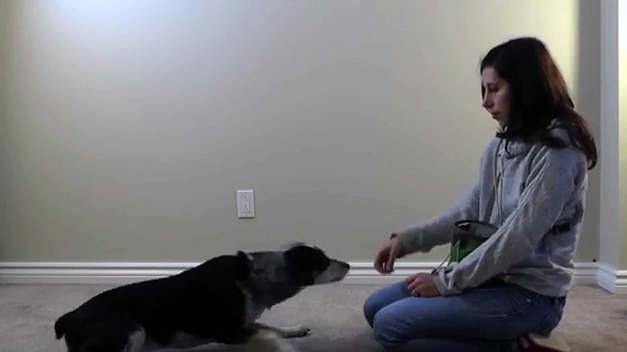 Teach dog to Play Dead!