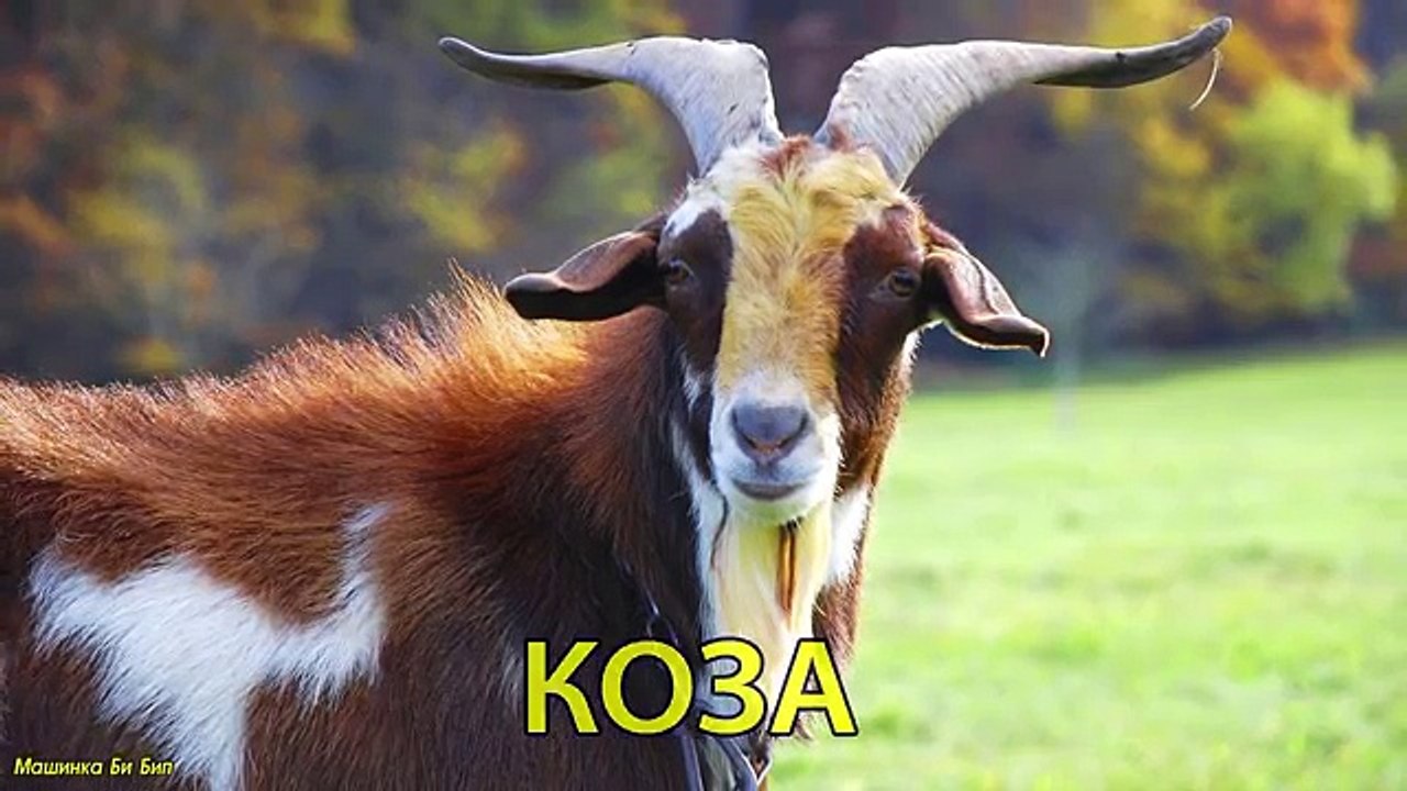 Транспорт и спецтехника, развивающий мультфильм, изучаем транспорт и звуки