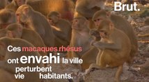 Les singes ont envahi la ville de New Dehli