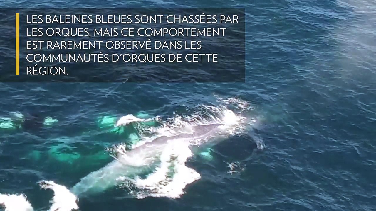 [Insolite] Des orques attaquent une baleine bleue